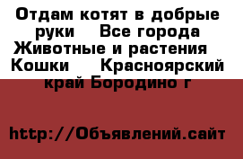 Отдам котят в добрые руки. - Все города Животные и растения » Кошки   . Красноярский край,Бородино г.